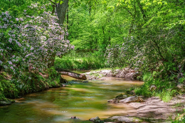 Mountain Laurel bloom along a small creek off the Apalachee River in Oconee County Georgia USA