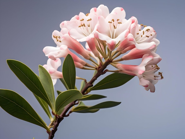 写真 マウンテンローレルの花はスタジオの背景でシングル マウンテンロレルの花 美しい花の画像