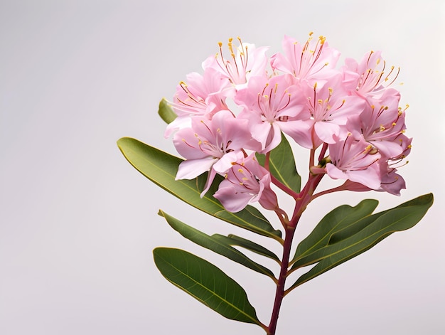 Mountain Laurel flower in studio background single Mountain Laurel flower Beautiful flower images