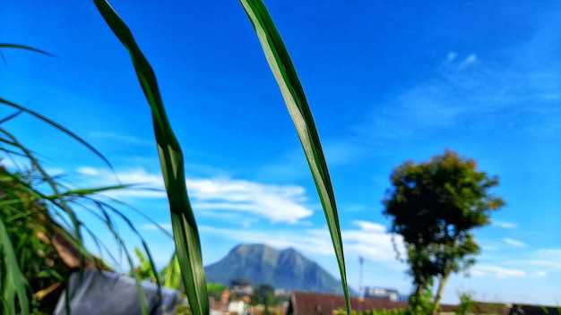 Between the mountain leaves and the sky