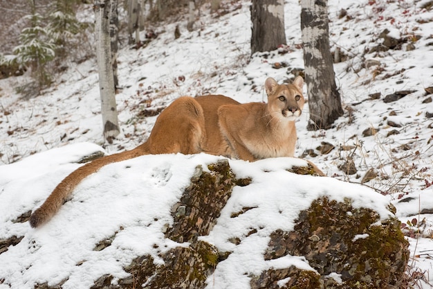 Mountain Lion Crouched down atop a Boulder in Snow, Looking Up
