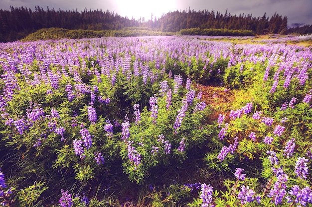 アラスカの山の牧草地