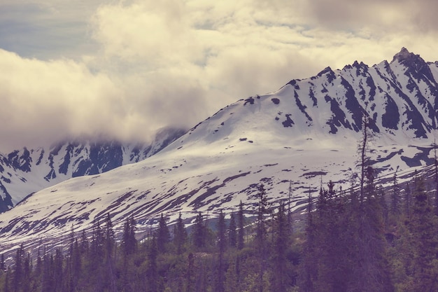 Mountain meadow in Alaska