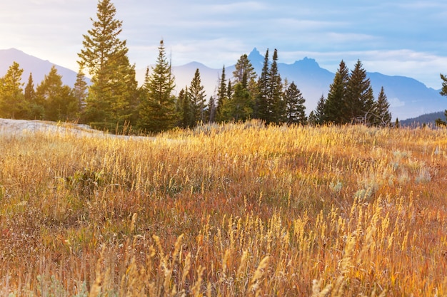 Mountain meadow in sunny day. Natural summer landscape. Mountains in Alaska.