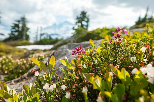 Mountain meadow in sunny day. Natural summer landscape. Mountains in Alaska.