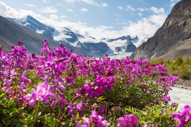 Foto prato di montagna in una giornata di sole. paesaggio estivo naturale. montagne in alaska.