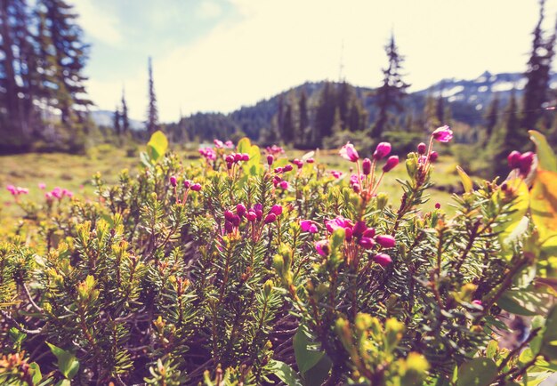 晴れた日の山の牧草地。自然な夏の風景。アラスカの山。