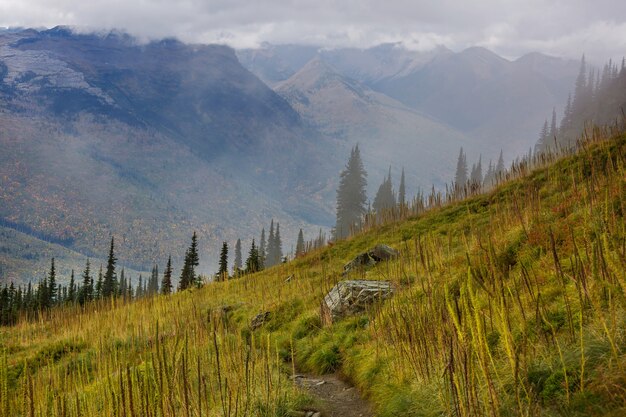 Mountain meadow in sunny day. Natural summer landscape.