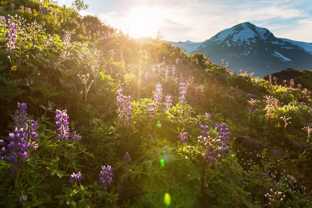 晴れた日の山の牧草地