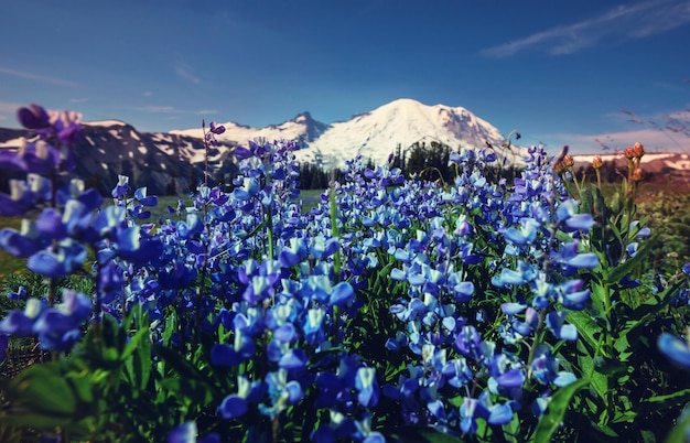 Mountain meadow in sunny day