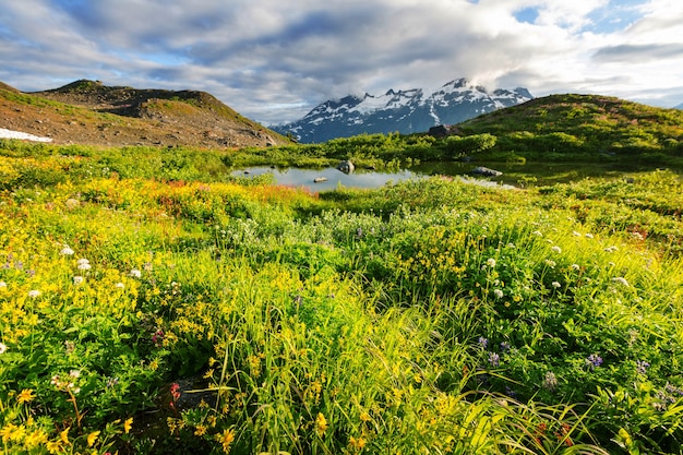 晴れた日の山の牧草地。