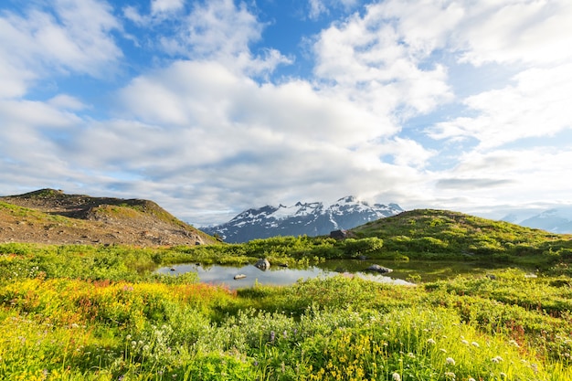 Mountain meadow in sunny day.