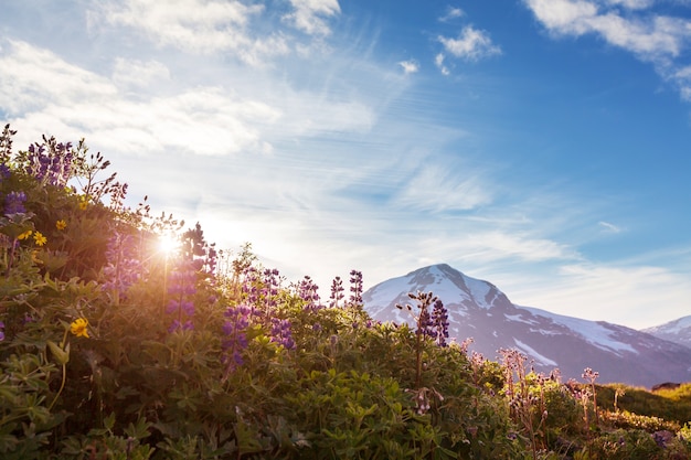 Mountain meadow in sunny day.