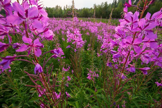 Mountain meadow in sunny day.