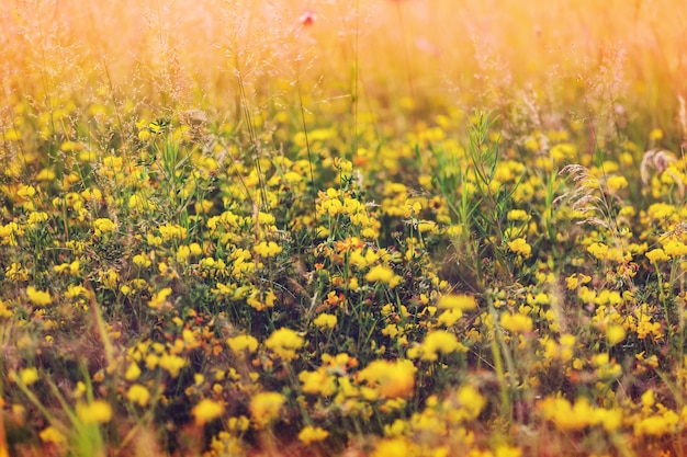 Mountain meadow