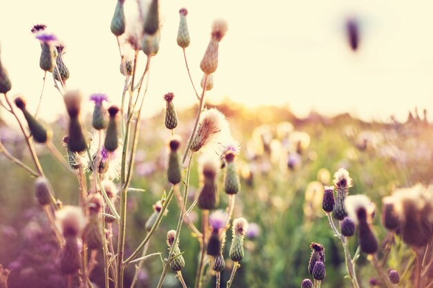 Mountain meadow