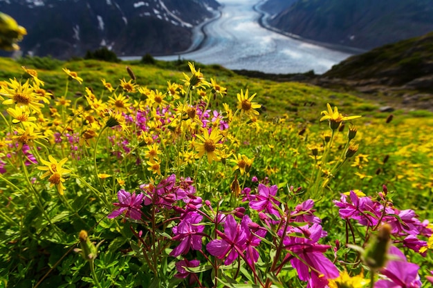 Mountain meadow