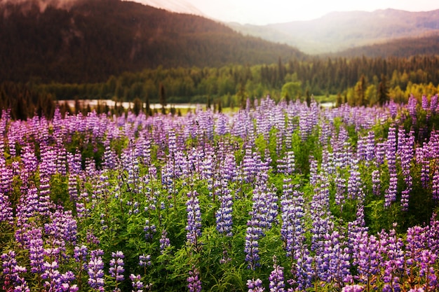 Mountain meadow 