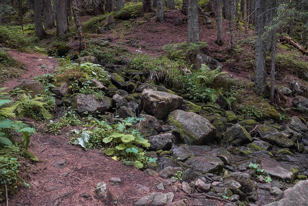 Mountain nature landscape. Nature park