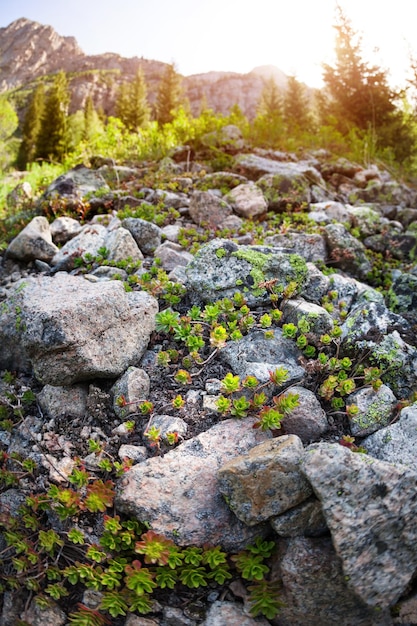 Mountain nature