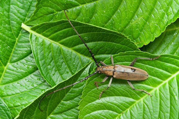 Горный дубовый длиннорогий жук massicus raddei летом в Японии изолирован на фоне зеленых листьев