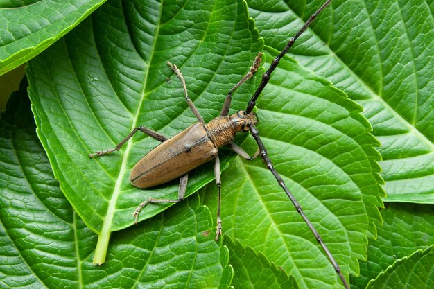 Mountain oak longhorned beetle Massicus raddei in Japan summer