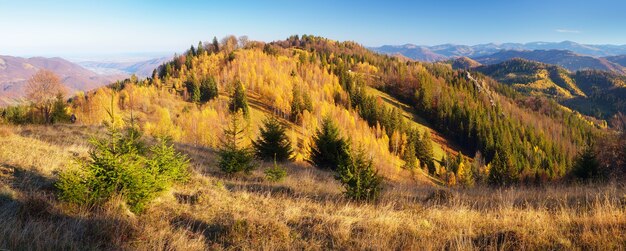 Mountain panorama on a sunny afternoon. Colorful autumn forest. Carpathian mountains, Ukraine, Europe