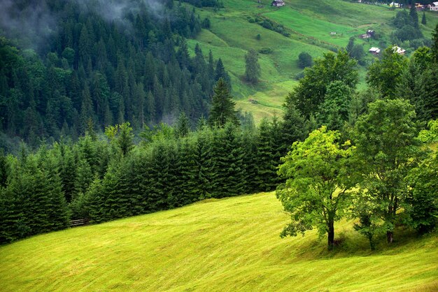 Mountain pastures in summer