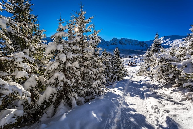 Mountain path leading to the cottage in mountains in winter