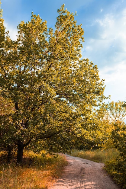 Il sentiero di montagna attraverso la bellissima foresta di conifere paesaggio di montagna