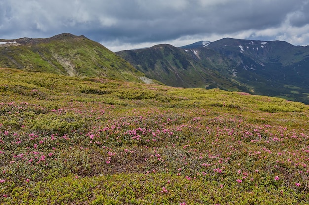 Mountain path through blooming rhododendron valley