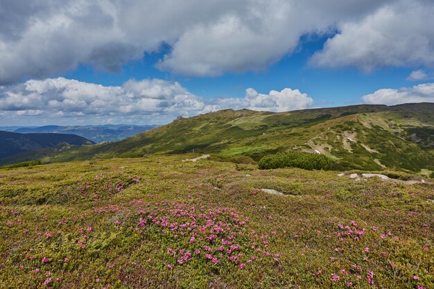 Mountain path through blooming rhododendron valley