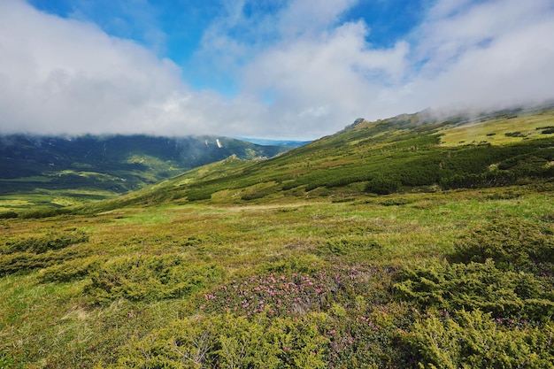 Mountain path through blooming rhododendron valley