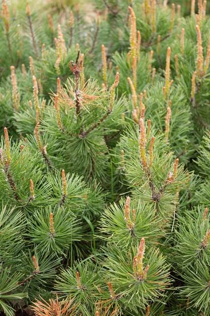 Mountain pine creeping coniferous shrub