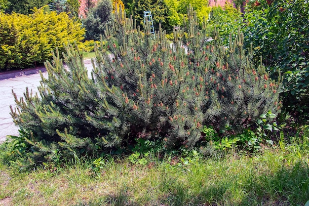 Mountain pine Pumilio of Pinus mugo pumilio Spruce voorjaarsknoppen en kegels