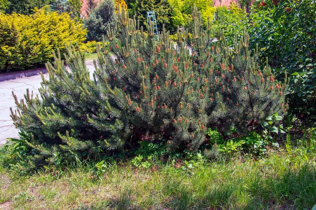 マウンテン・パイン・プミリオ (Pinus mugo pumilio) 春の芽と