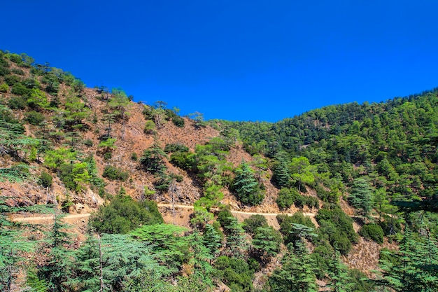 Montagna e pini nella valle del cedro a cipro contro il cielo blu