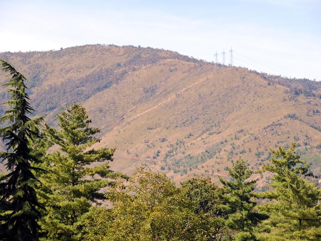 Mountain behind pine trees