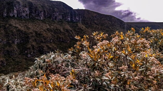 Photo mountain plants