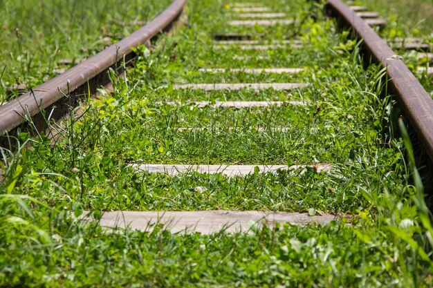 La ferrovia di montagna attraversa il bosco oltre l'orizzonte