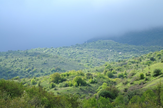 Mountain ranges covered with forest and bushes