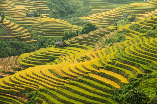 Mountain rice planting Rice fields on the terrace of Cang Chai village, Vietnam.