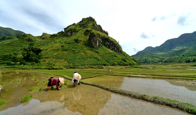 Mountain rice in vietnam