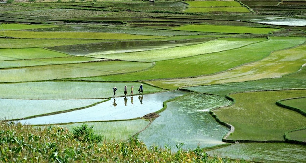 Foto riso di montagna in vietnam