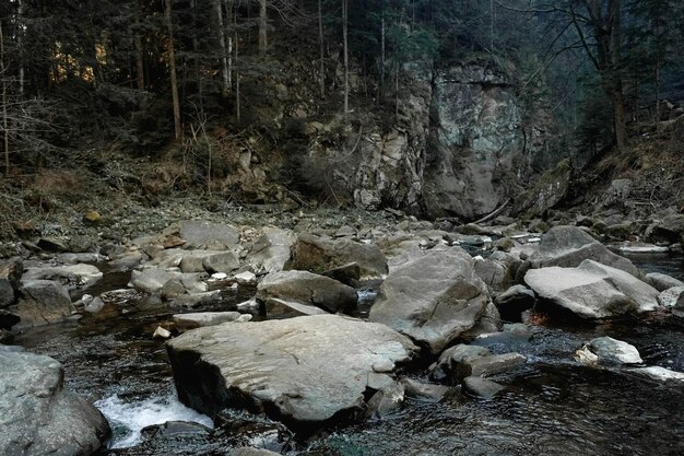 Fiume di montagna tra rocce e foreste bellissimo paesaggio di montagna copia spazio vuoto per il testo