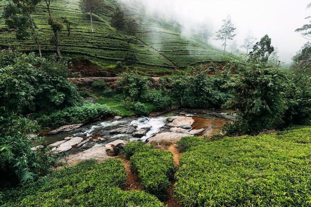 Fiume di montagna tra le piantagioni di tè. grande piantagione di tè. tè verde in montagna. natura dello sri lanka. tè in sri lanka. piantagione verde. ella. nuwara eliya. clima asiatico