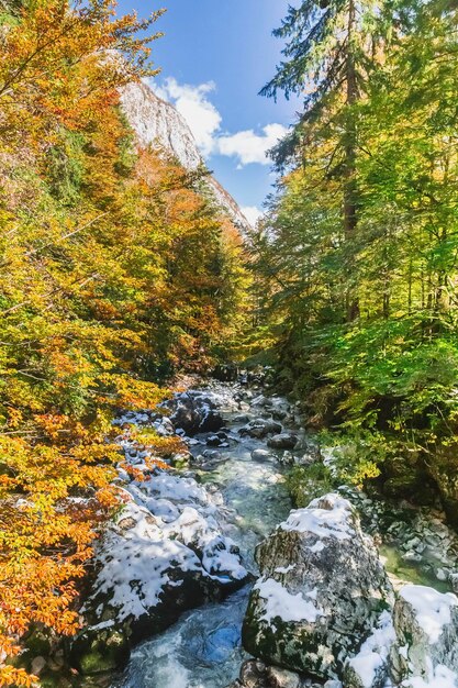 スロベニアの秋の森の山の川。地平線上のアルプス