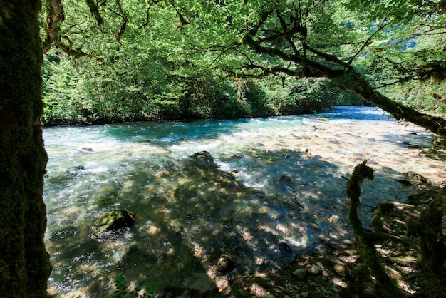 Mountain river and boxwood trees on the shore in Abkhazia