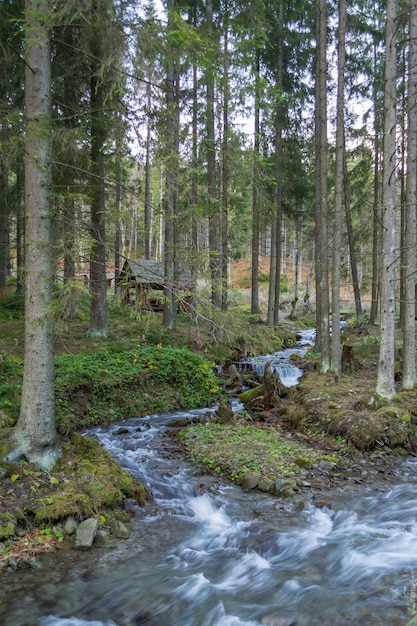 Горная река в Карпатском лесу