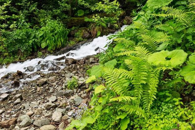 Mountain river in the forest. Abkhazia